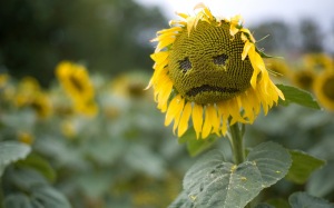 Sad-Sunflower